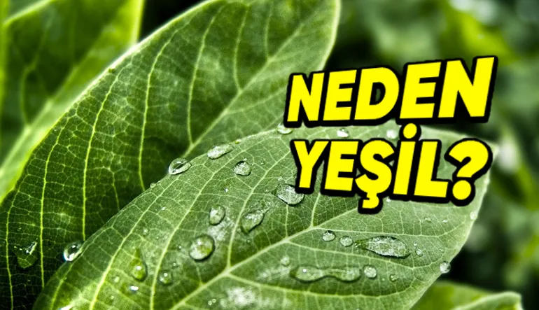 Yapraklar Neden Mavi, Kırmızı veya Mor Değil de Yeşildir? (Hayati Bir Nedeni Var!)
