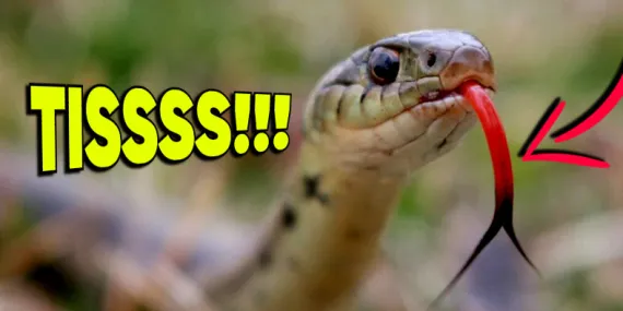 Yılanlar Neden Sürekli Dillerini Dışarı Çıkartıp Sallıyor? Hayır, Uyarı İçin Değil!