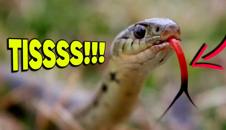 Yılanlar Neden Sürekli Dillerini Dışarı Çıkartıp Sallıyor? Hayır, Uyarı İçin Değil!