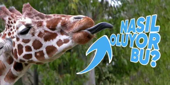 Zürafaların Dillerinin Pembe Değil De Siyah Olmasının Arkasında Yatan Sebep: Beslenme Şekilleriyle Bir İlgisi Var!