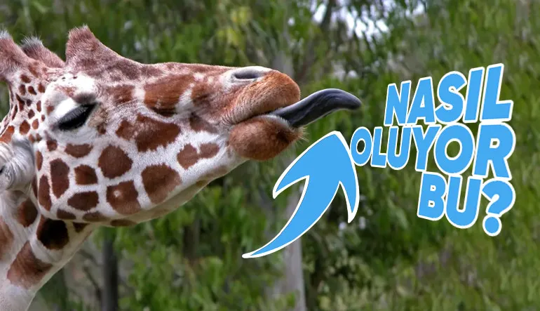 Zürafaların Dillerinin Pembe Değil De Siyah Olmasının Arkasında Yatan Sebep: Beslenme Şekilleriyle Bir İlgisi Var!