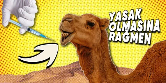 Arabistan’da Develere Botoks Yaptırılmasının Tadınızı Kaçıracak Sebebi