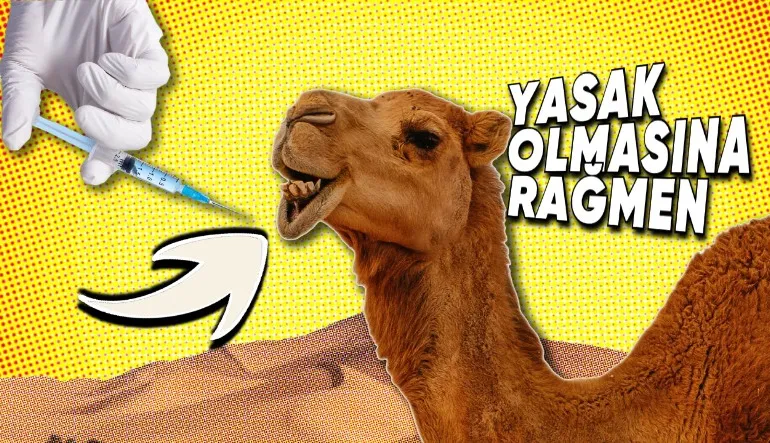 Arabistan’da Develere Botoks Yaptırılmasının Tadınızı Kaçıracak Sebebi