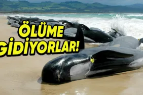 balinalarin-toplu-olarak-karaya-vurmalarinin-arkasinda-hangi-sebepler-yatiyor-Rhzza2GF.png