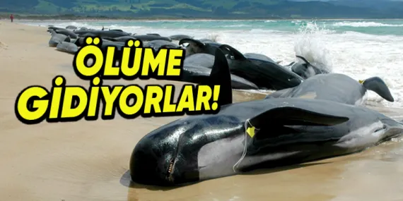 Balinaların Toplu Olarak Karaya Vurmalarının Arkasında Hangi Sebepler Yatıyor?