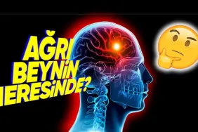beynimizin-hangi-kismi-zarar-goruyor-da-bas-agrisi-yasiyoruz-cevap-sizi-sasirtabilir-XkmVYYRK.jpeg