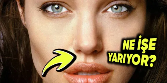 Burnumuzun Altında Yer Alan Bu Küçük Oluğun İşlevi Ne?