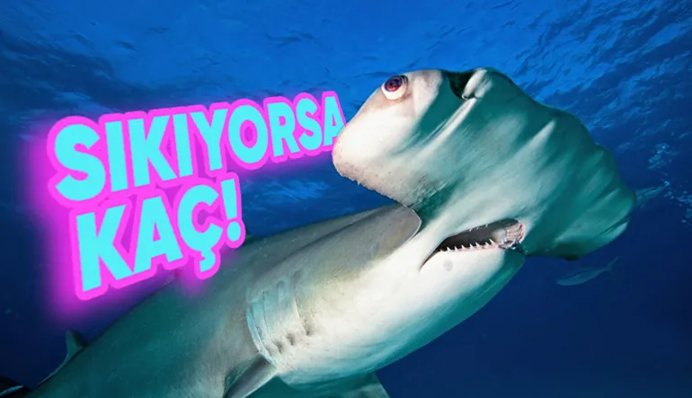 Çekiç Başlı Köpek Balıklarının Başları Neden Diğer Balıklara Göre Bu Kadar Farklı? Garip Görünümlerinin Avantajları Büyük!