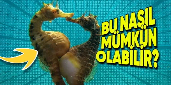 Denizatlarının Midesi Yoksa Nasıl Yemek Yiyorlar? Hayal Etmesi Bile İmkansız Gibi!