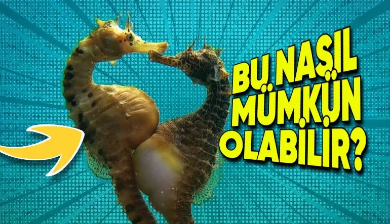 Denizatlarının Midesi Yoksa Nasıl Yemek Yiyorlar? Hayal Etmesi Bile İmkansız Gibi!