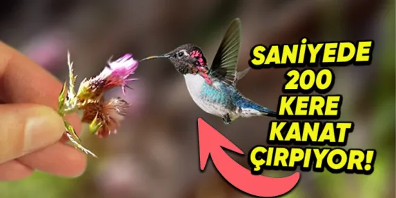 Dünyanın En Küçük Kuşu Hangisidir? Yalnızca 5,5 cm!
