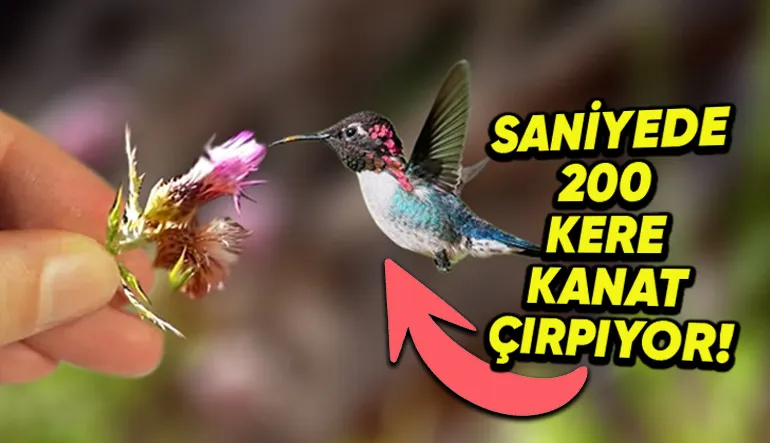 Dünyanın En Küçük Kuşu Hangisidir? Yalnızca 5,5 cm!