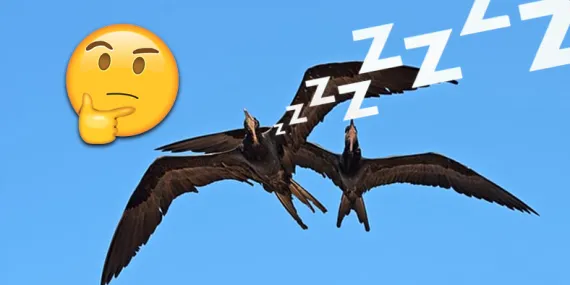 Haftalarca Hatta Aylarca Hiç Durmadan Kanat Çırpan Kuşlar, Uçarken Uyuyabilir mi?