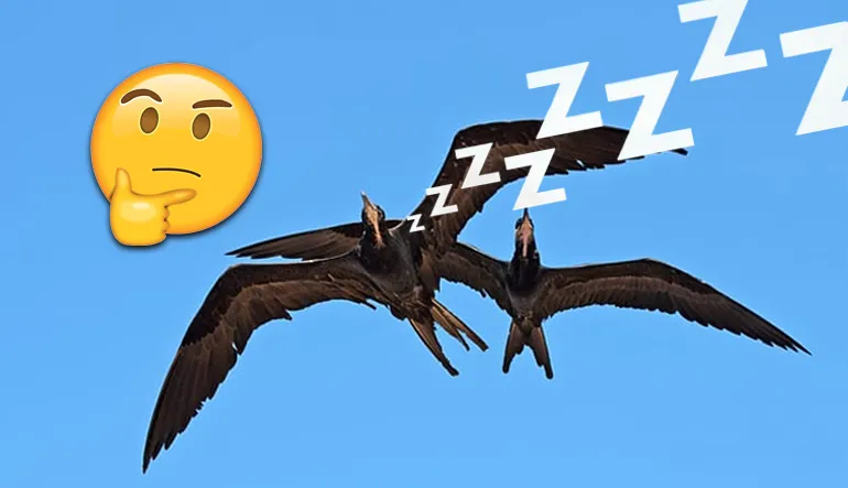 Haftalarca Hatta Aylarca Hiç Durmadan Kanat Çırpan Kuşlar, Uçarken Uyuyabilir mi?