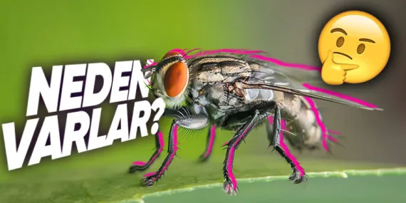 Hepimizin Sinirini Bozan Kara Sinekler Olmasaydı Ne Olurdu? Temiz Su İçiyorsak Onların Sayesinde!