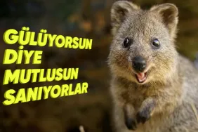surekli-gulen-dunyanin-en-mutlu-hayvani-quokkalar-hakkinda-5-enteresan-bilgi-4jg1mWq8.jpg