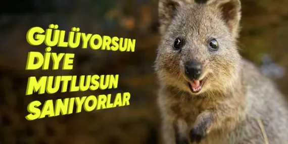 Sürekli Gülen, Dünyanın En Mutlu Hayvanı ‘Quokkalar’ Hakkında 5 Enteresan Bilgi