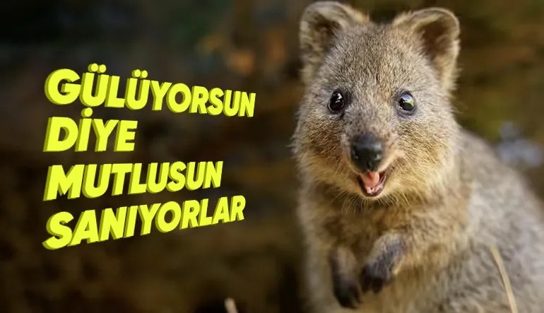 Sürekli Gülen, Dünyanın En Mutlu Hayvanı ‘Quokkalar’ Hakkında 5 Enteresan Bilgi