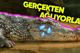 yalandan-aglayan-insanlar-icin-kullandigimiz-timsah-gozyasi-aslinda-gercekmis-peki-timsahlar-neden-gozyasi-dokuyor-XUz885yO.jpeg