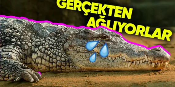 Yalandan Ağlayan İnsanlar İçin Kullandığımız “Timsah Gözyaşı” Aslında Gerçekmiş! Peki Timsahlar Neden Gözyaşı Döküyor?