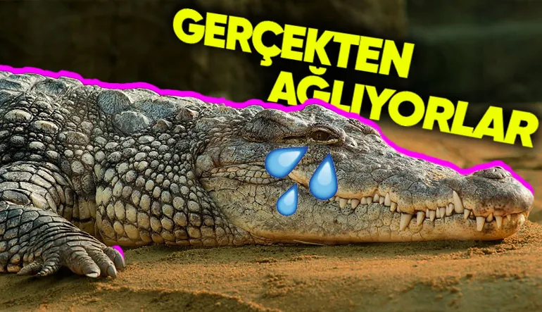 Yalandan Ağlayan İnsanlar İçin Kullandığımız “Timsah Gözyaşı” Aslında Gerçekmiş! Peki Timsahlar Neden Gözyaşı Döküyor?