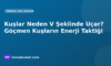 Kuşlar Neden V Şeklinde Uçar? Göçmen Kuşların Enerji Taktiği
