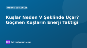 Kuşlar Neden V Şeklinde Uçar? Göçmen Kuşların Enerji Taktiği