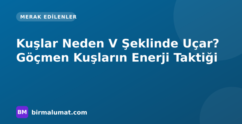 Kuşlar Neden V Şeklinde Uçar? Göçmen Kuşların Enerji Taktiği