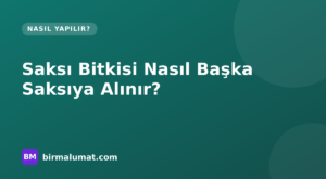 Saksı Bitkisi Nasıl Başka Saksıya Alınır? Zamanı, Toprak ve Drenaj Rehberi